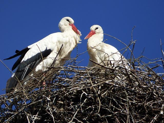 Stork gd5a0197b3 640