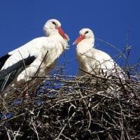 Stork gd5a0197b3 640